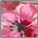 pink-floral